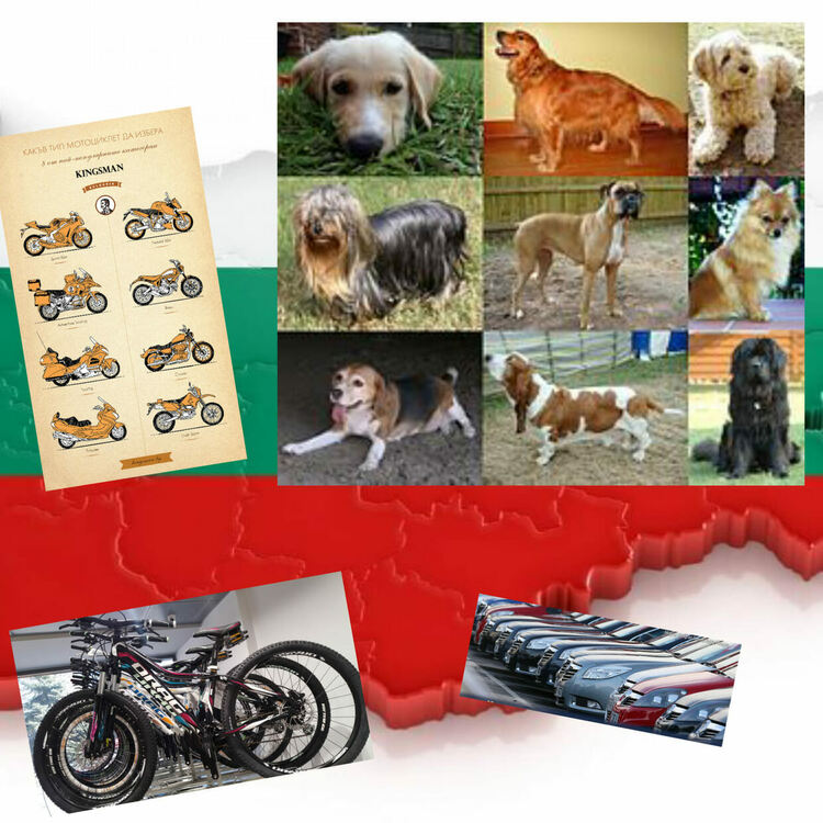 Организират "пиене" на кафе в Смолян, в знак на протест срещу избитите по мъчителен начин кучета