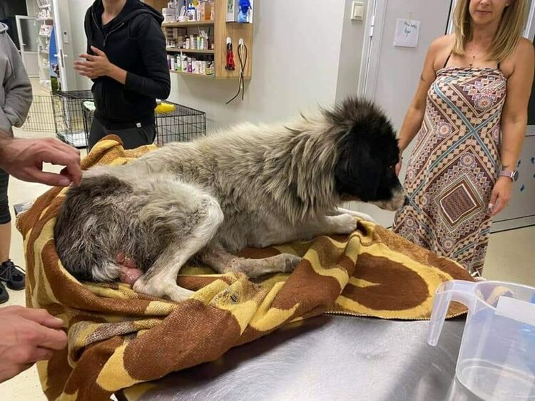 Едно от спасените животни на лечение в пловдивска клиника
