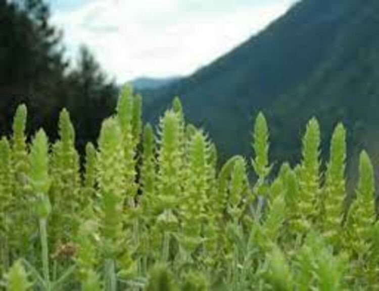 Изграждат парк на родопската билка 