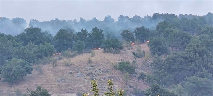 Широколистна гора и треви горят край Брягово, чакат техника за просеки от Пловдив