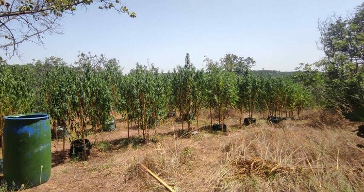 Откриха нива с 500 конопени растения при полицейска акция