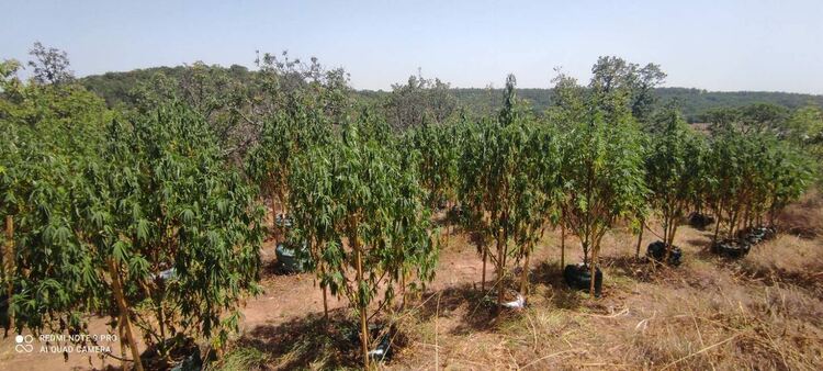 Откриха нива с 500 конопени растения при полицейска акция