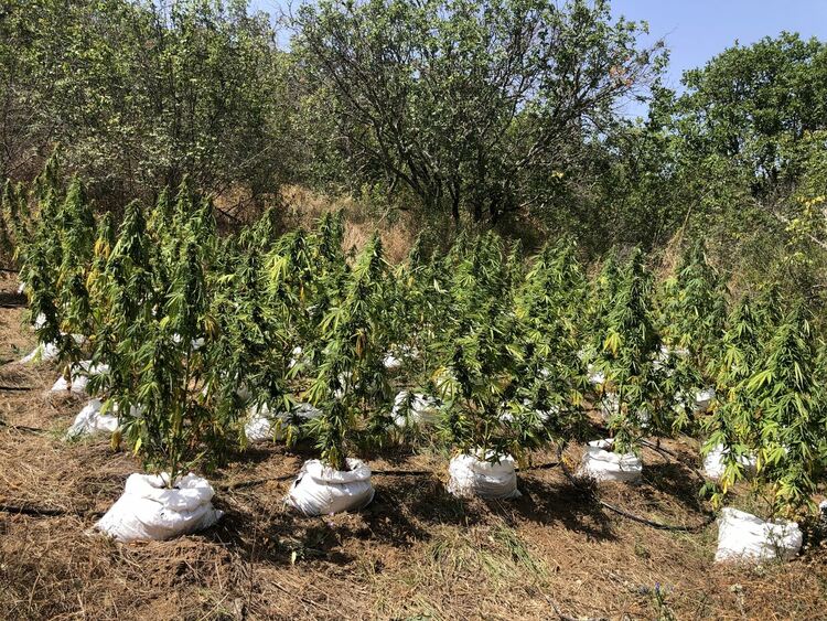 Откриха нива с 500 конопени растения при полицейска акция