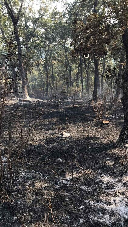 500 дка гора и сухи треви изпепели пожарът край Свирачи и Орешино