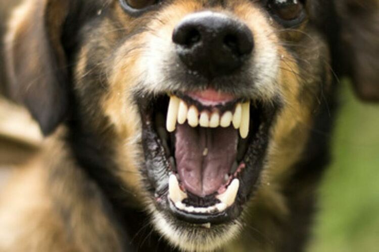 Домашно куче изскочи от двор и ухапа 11-годишно момче