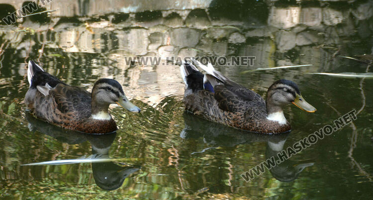 Две патагонски мари са сред новите обитатели в хасковския зоопарк