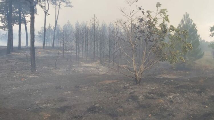 Почти половината землище на Старосел е изгоряло при пожара, обявено е частично бедствено положение