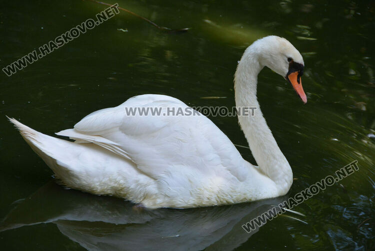 Две патагонски мари са сред новите обитатели в хасковския зоопарк