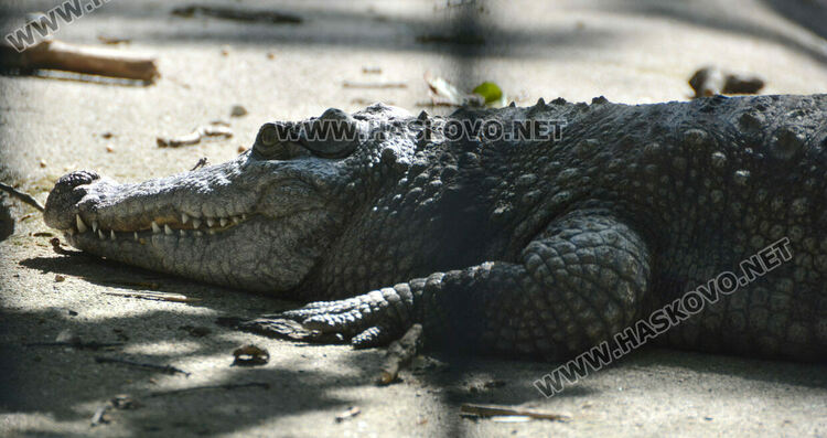 Две патагонски мари са сред новите обитатели в хасковския зоопарк