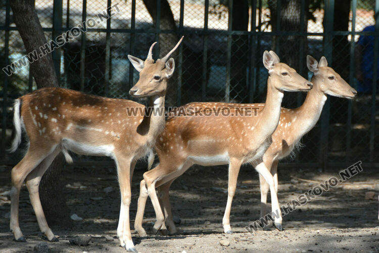Две патагонски мари са сред новите обитатели в хасковския зоопарк