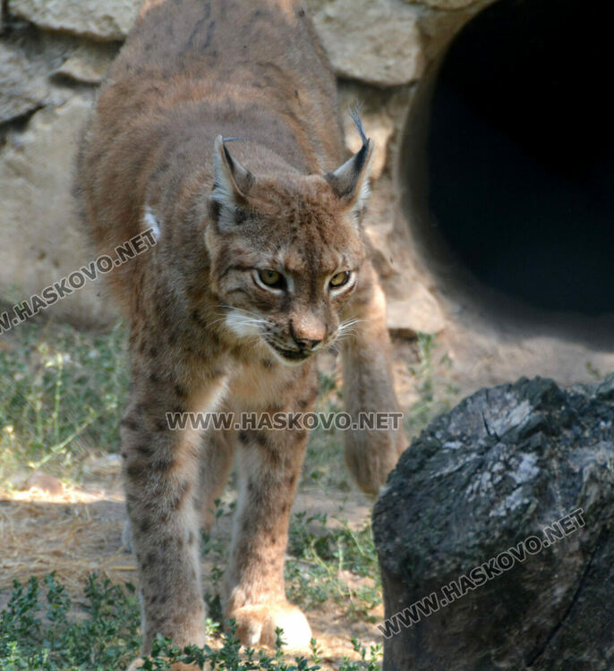 Две патагонски мари са сред новите обитатели в хасковския зоопарк