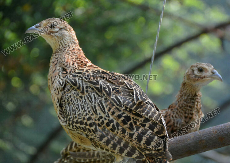 Доставят 1600 фазана за разселване в Хасковско