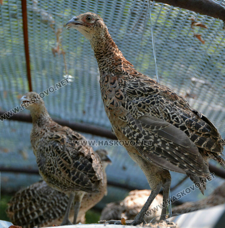 Доставят 1600 фазана за разселване в Хасковско