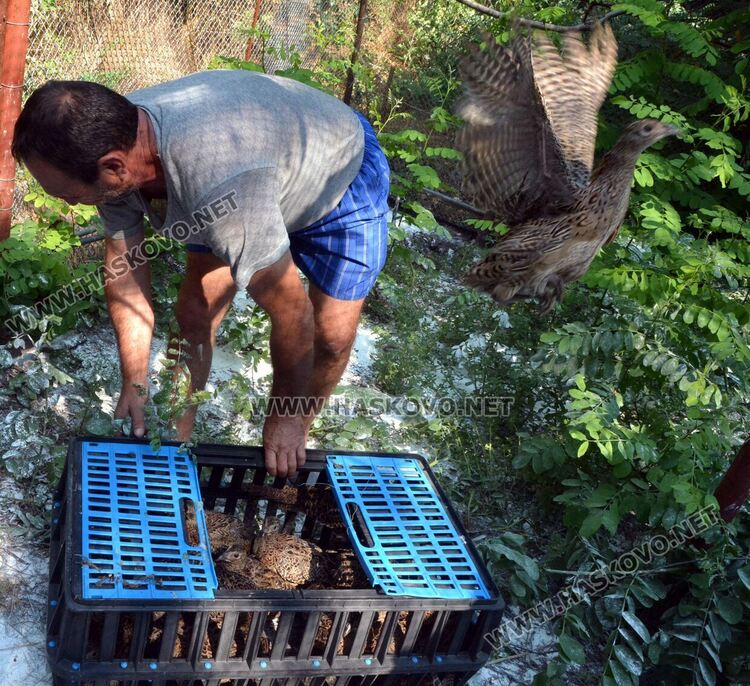 Доставят 1600 фазана за разселване в Хасковско