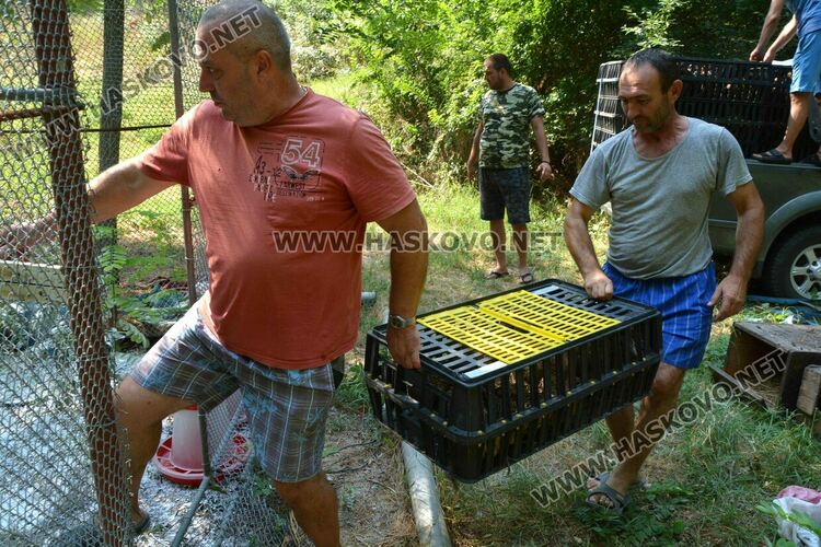 Доставят 1600 фазана за разселване в Хасковско