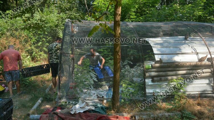 Доставят 1600 фазана за разселване в Хасковско