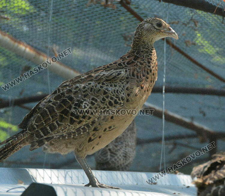 Доставят 1600 фазана за разселване в Хасковско