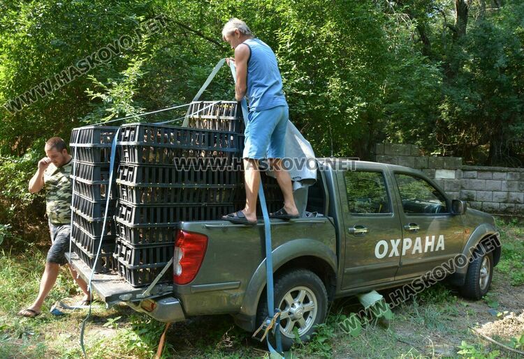 Доставят 1600 фазана за разселване в Хасковско