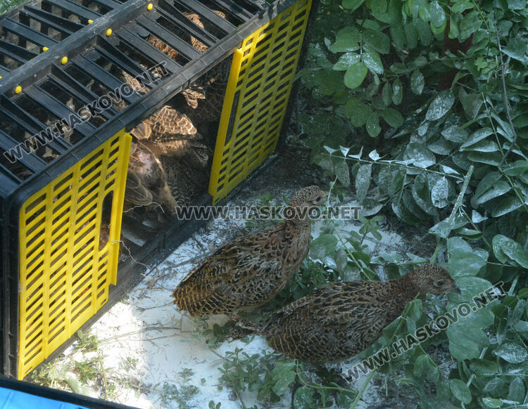 Доставят 1600 фазана за разселване в Хасковско
