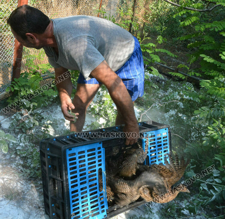 Доставят 1600 фазана за разселване в Хасковско