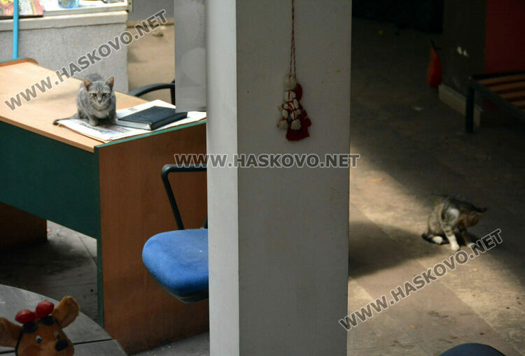 Жалват се от мръсотия, воня и котки в помещение в комплекс &bdquo;21 век&ldquo;