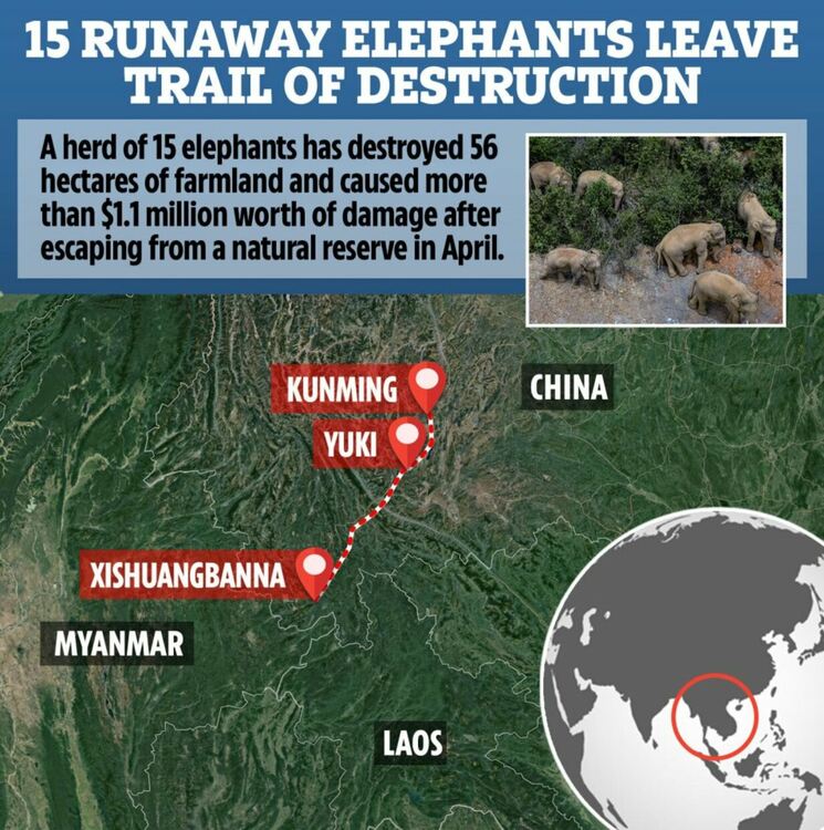 Стадото слонове, което прекосява Китай, пое към родния си край