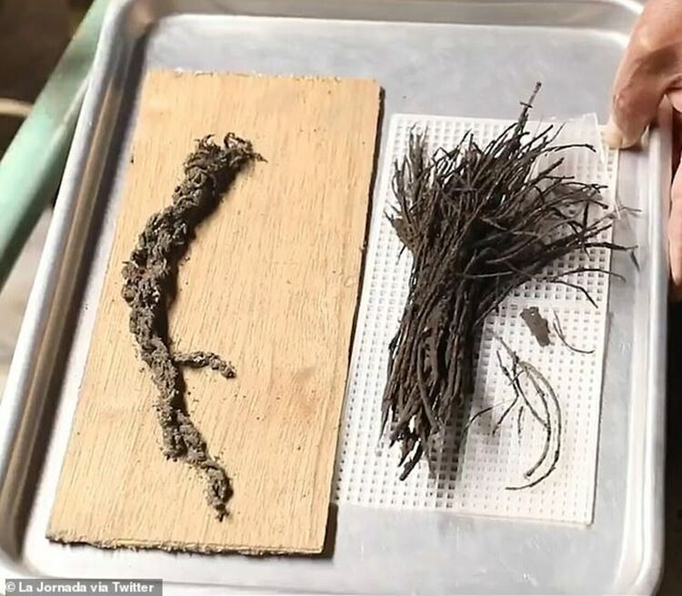 Археолози откриха в Мексико букети цветя на 1800 години