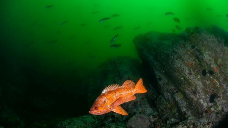 2. Скална риба