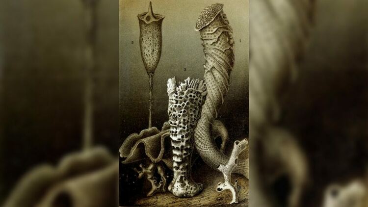 8. Илюстрация на гъби, включително Monorhaphis chuni с етикет 2 вляво