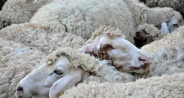 Нарушения в два животновъдни обекта установи проверка