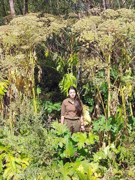 Гигантски девисил плъзва из областта, опасен е за хората и природата!