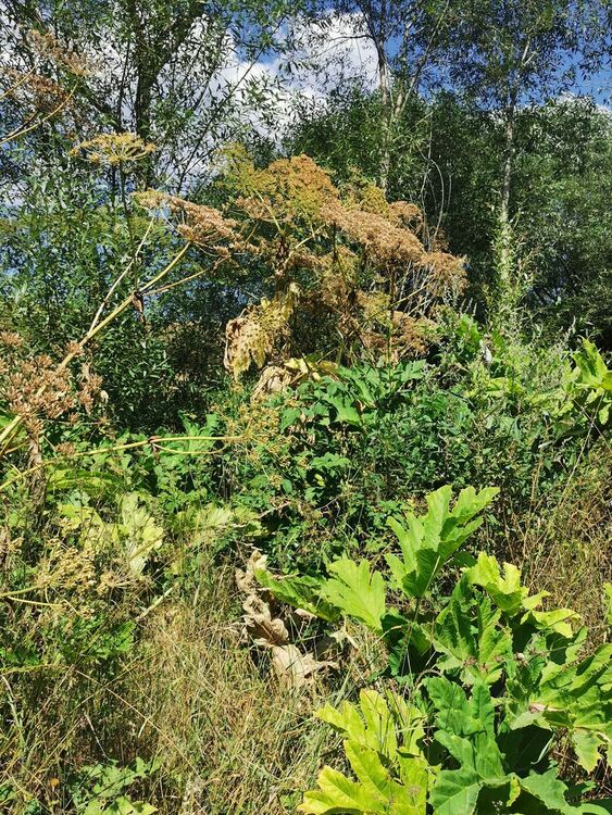 Гигантски девисил плъзва из областта, опасен е за хората и природата!