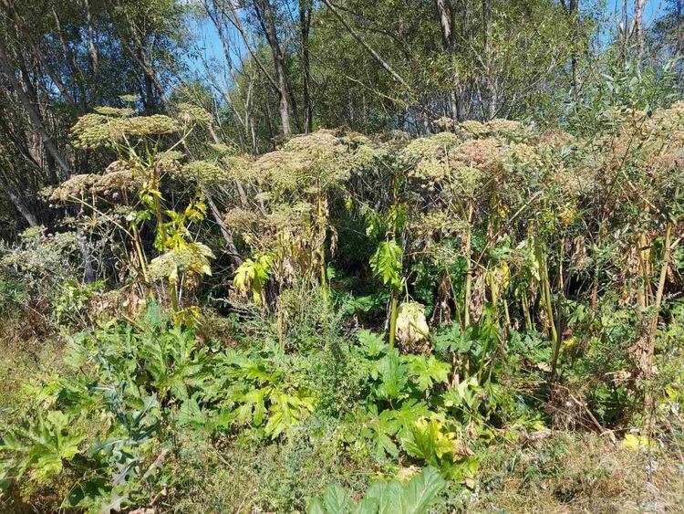 Гигантски девисил плъзва из областта, опасен е за хората и природата!