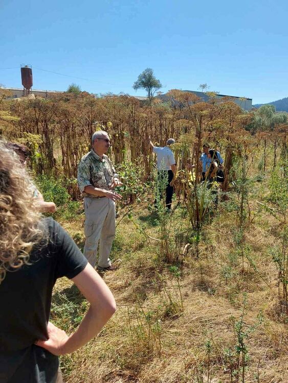 Гигантски девисил плъзва из областта, опасен е за хората и природата!