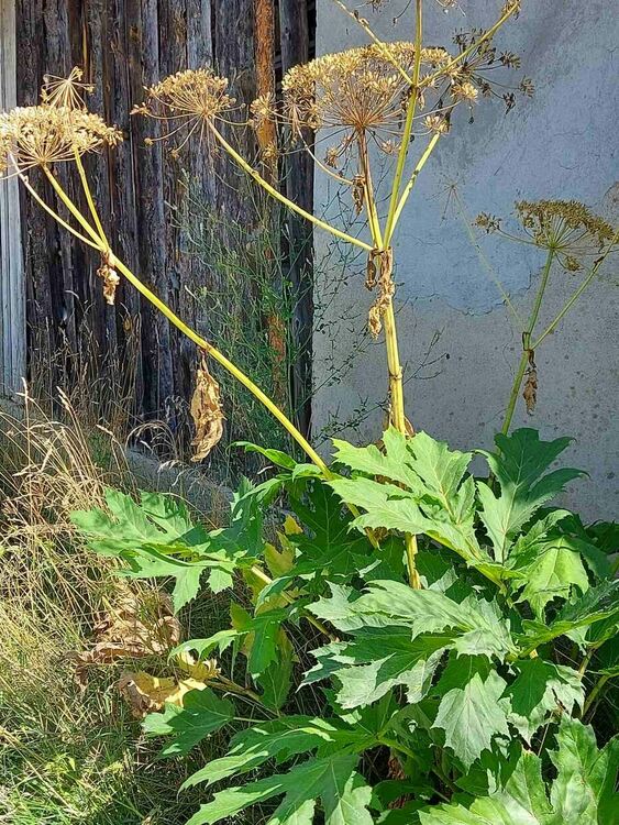 Гигантски девисил плъзва из областта, опасен е за хората и природата!