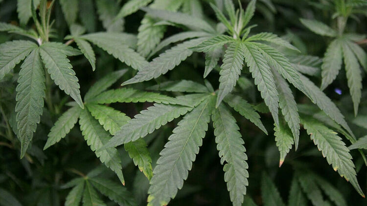 Откриха над 4 тона канабис в Благоевградско