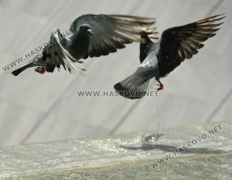 До 32 градуса в понеделник