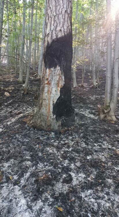 Доброволно формирование "Асеневци" в борба с пожара над Югово и Нареченски бани 