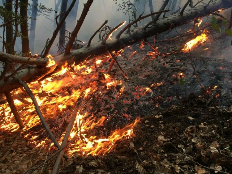 Доброволно формирование "Асеневци" в борба с пожара над Югово и Нареченски бани 