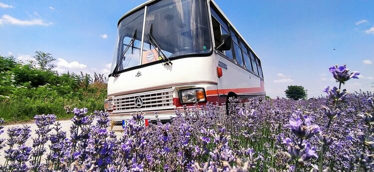 Изложение на „Ретро автобуси” за празника на Димитровград