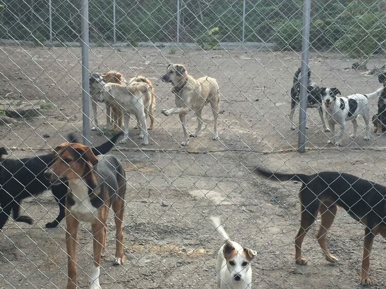 В Деня на кучето "Ангели на 4 лапи" започват благотворителна инициатива