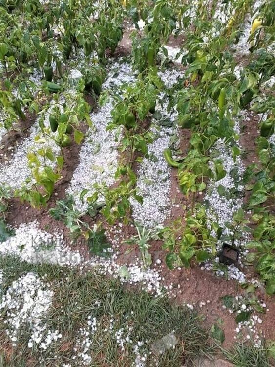 Градушка унищожи зеленчукови насаждения в Ардинско