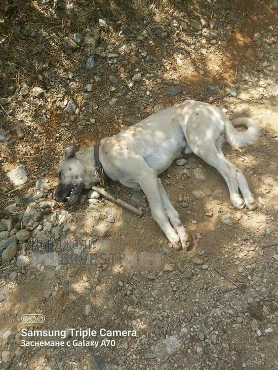 Поредното убито куче-пазач