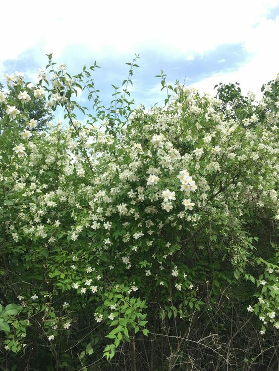 В събота –разкъсана облачност и превалявания привечер