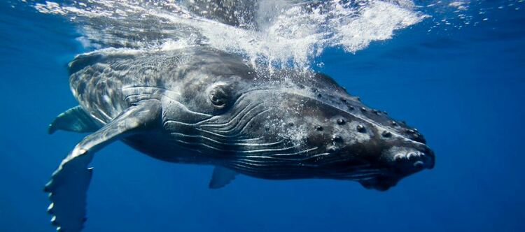 Голямата синева по Viasat Nature - един от най-успешните еко проекти в Сезона на океаните