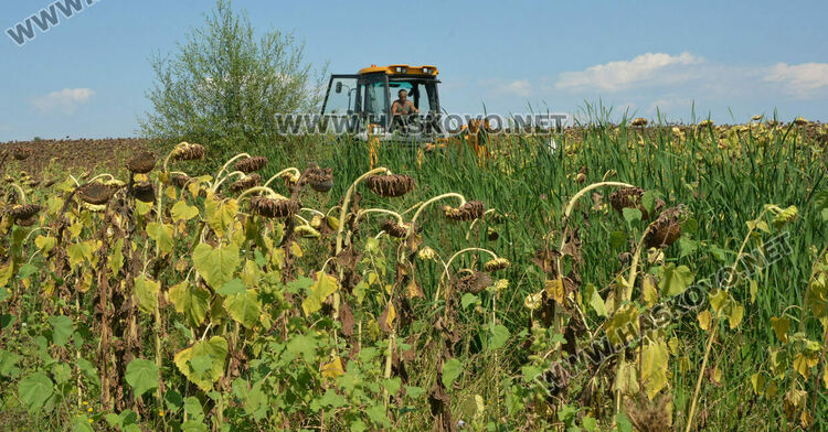 ВиК отстранява авария в нива със слънчоглед край &bdquo;Болярово&ldquo;