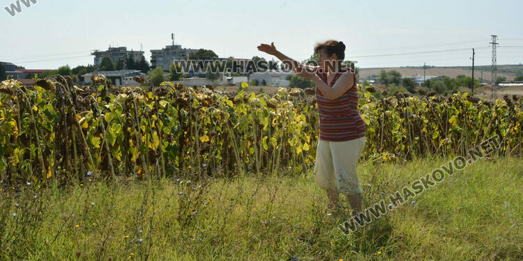 ВиК отстранява авария в нива със слънчоглед край &bdquo;Болярово&ldquo;