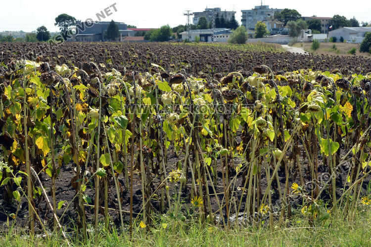 ВиК отстранява авария в нива със слънчоглед край &bdquo;Болярово&ldquo;