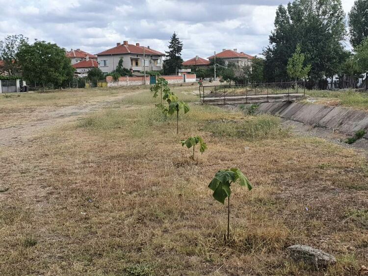 Наско Добрев сади "гора" до канала