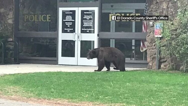 Мечки завладяха калифорнийски град